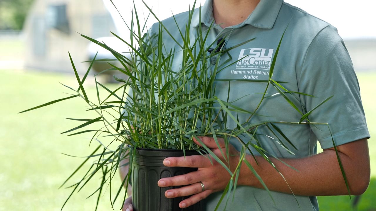 Get It Growing: Don’t let torpedograss blow up your landscape